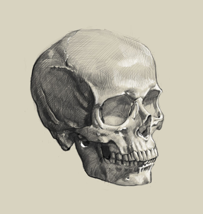 Skull Study (New Masters Academy)